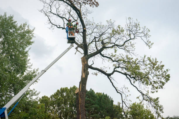 Best Tree Preservation Services  in Bohemia, NY